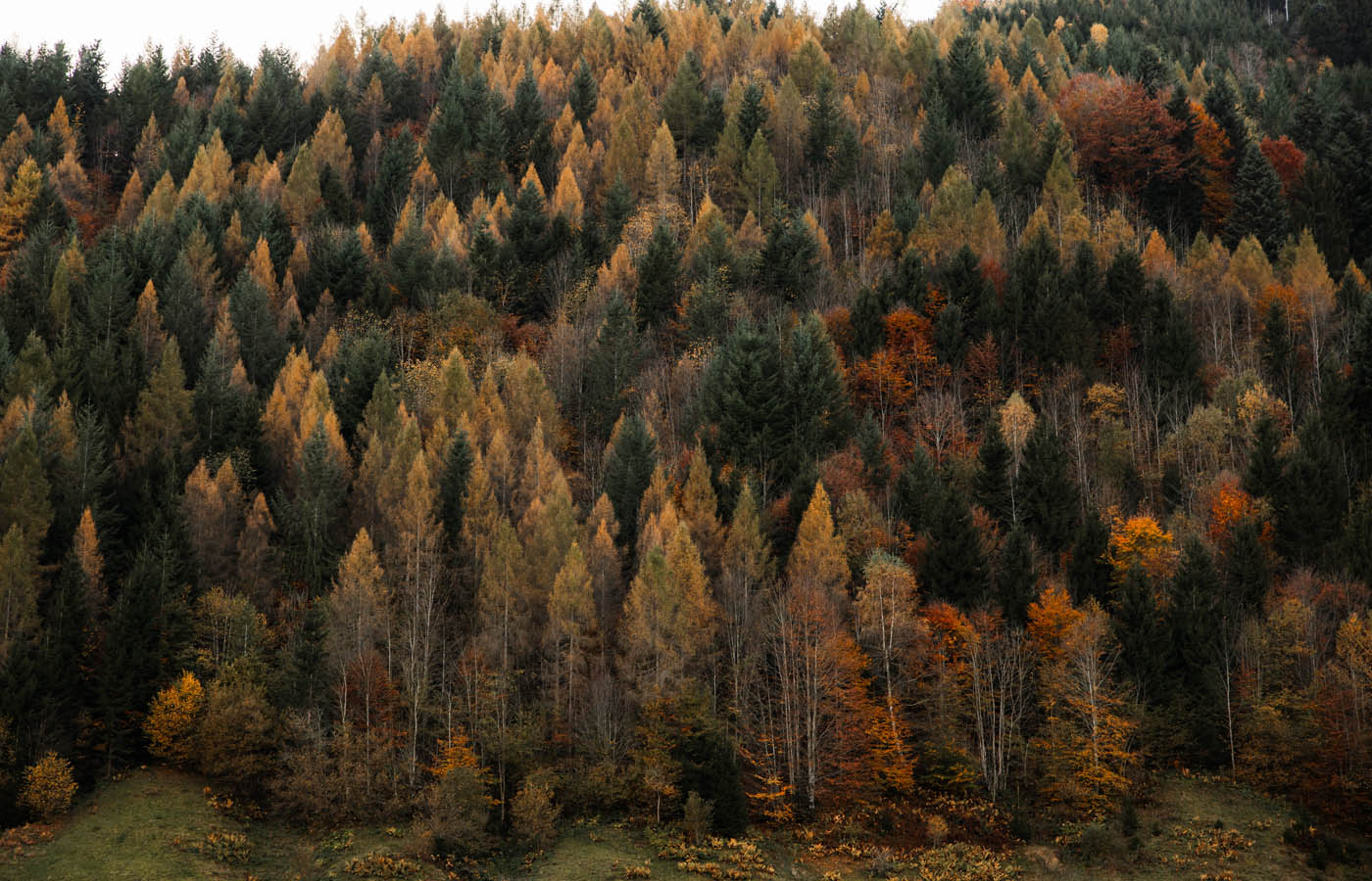 Familienshooting, Schwyz, Hochzeits Fotograf, Zentralschweiz, Irene Kälin Fotografie,Kindershooting,Outoorshooting,Natur, Familienglück, Familienfotografie, Familienfotografin,Schweizer Fotografin